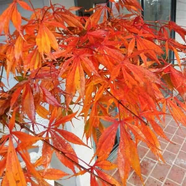 Acer Palmatum Elegans - Japanese Maple Elegans