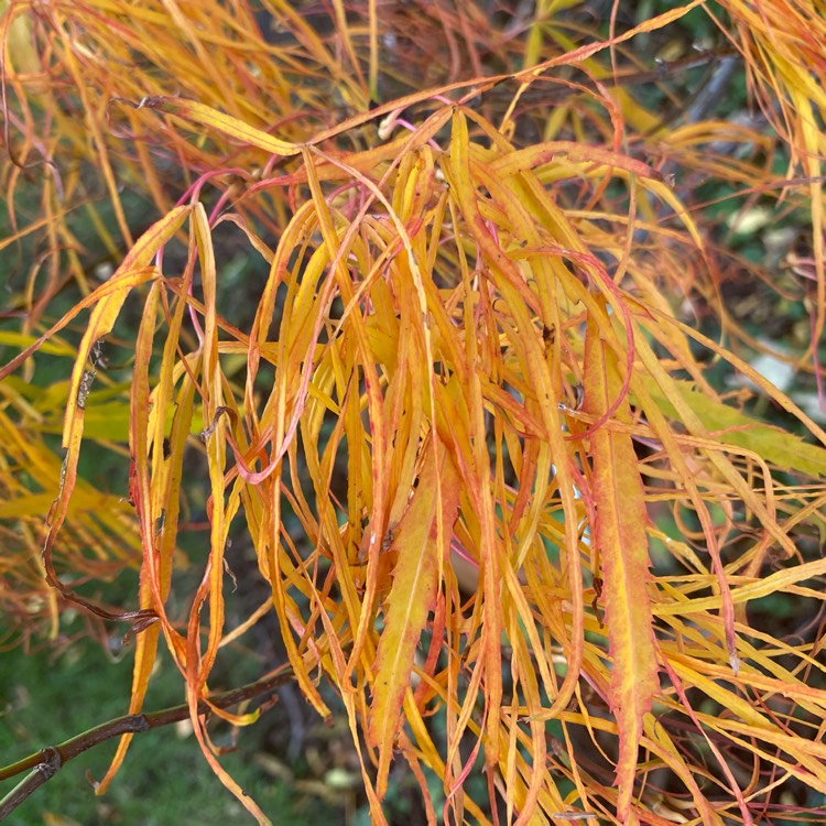 Acer Palmatum Kinshi - Japanese Maple Kinshi