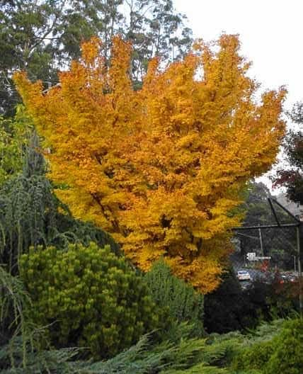 Acer Palmatum Sango Kaku - Japanese Maple Sango Kaku