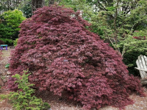 Acer Palmatum Shojo Shidare - Weeping Japanese Maple Shojo Shidare