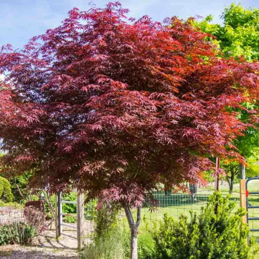 Acer Palmatum Suminagashi - Japanese Maple Suminagashi