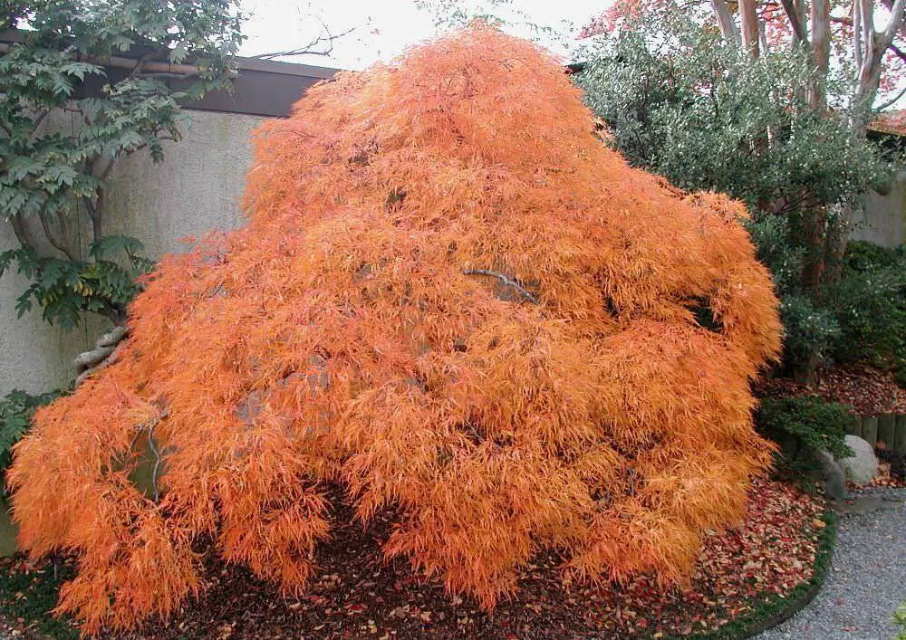 Acer Palmatum Viridis - Weeping Japanese Maple Viridis