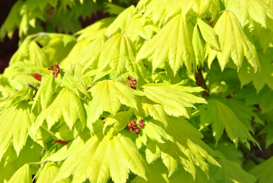 Acer Shirasawanum Aureum - Golden Full Moon Maple