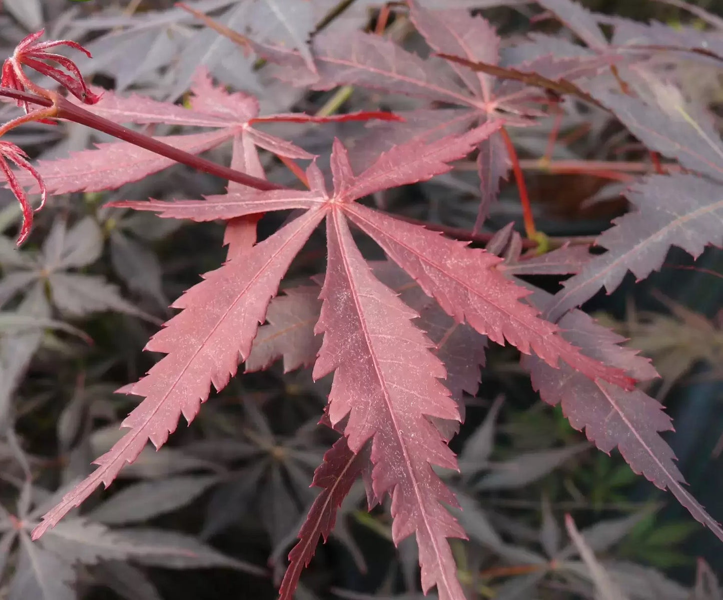 Acer Palmatum Suminagashi - Japanese Maple Suminagashi