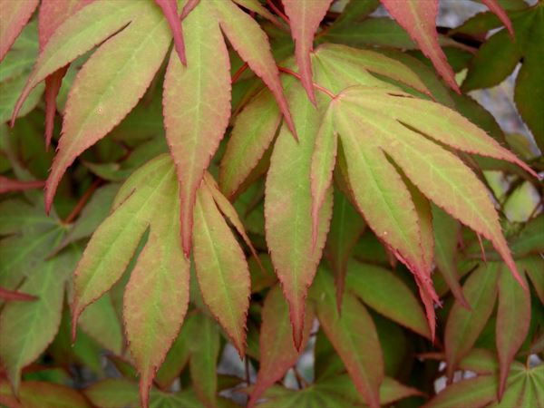 Acer Palmatum Osakazuki - Japanese Maple Osakazuki