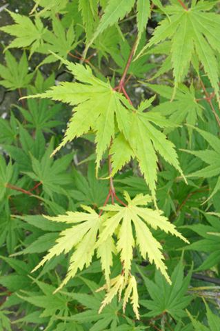 Acer Palmatum Elegans - Japanese Maple Elegans