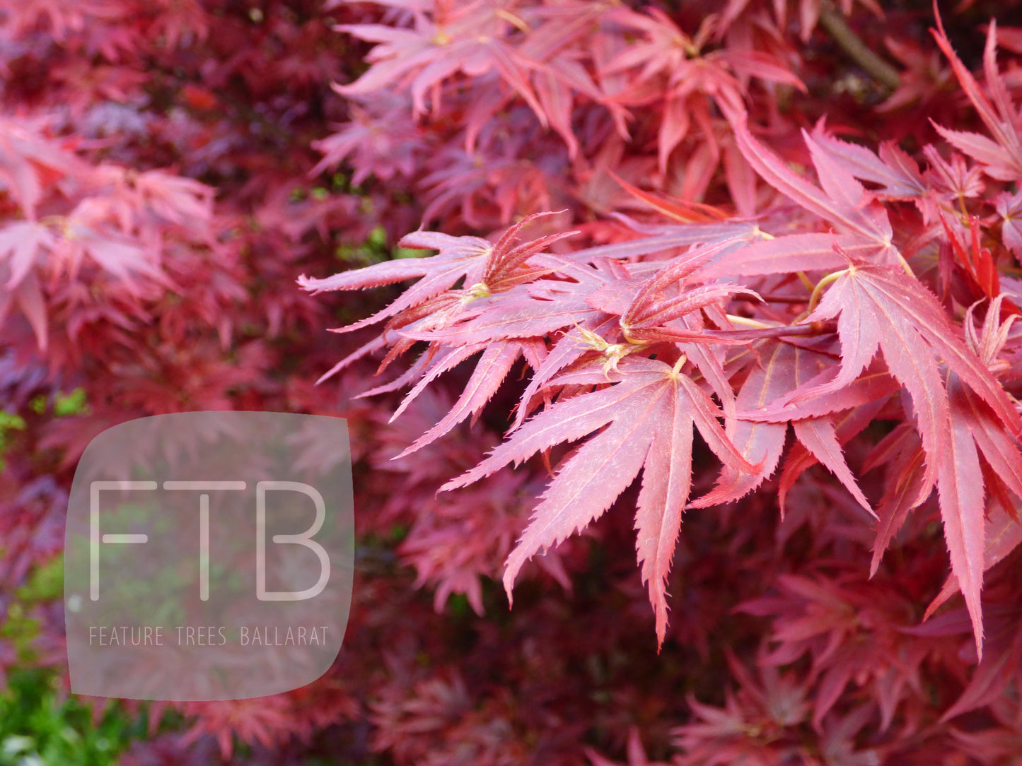 Acer Palmatum Aratama - Japanese Maple Aratama