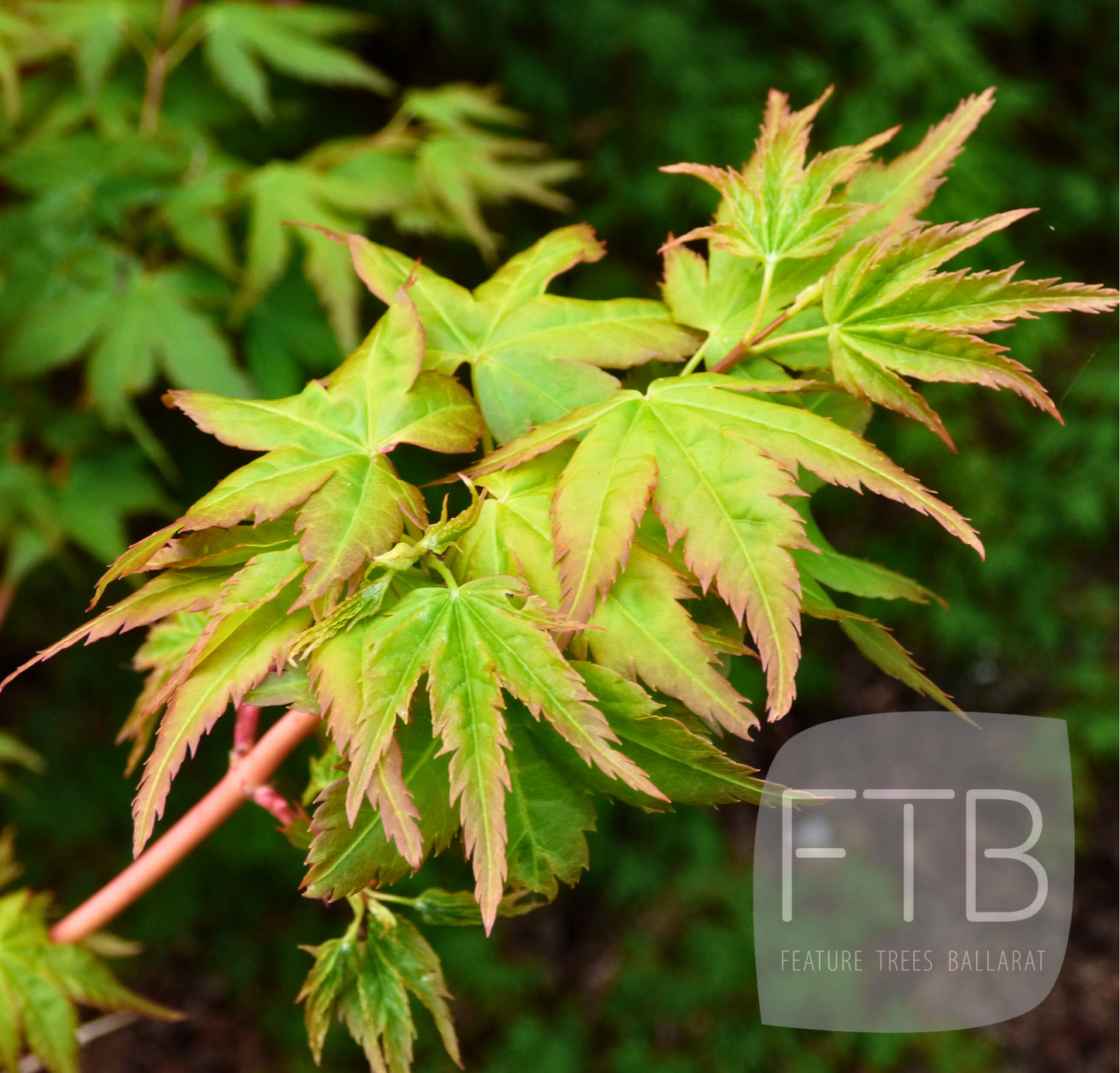 Acer Palmatum Bihou - Japanese Maple Bihou