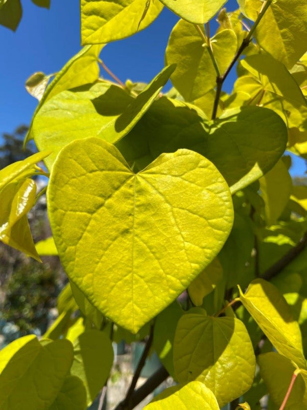 Cercis canadensis - Aurelian Redbud