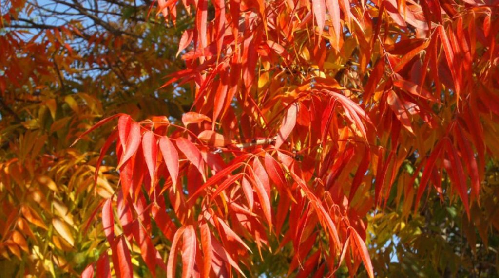 Pistacia chinensis - Chinese Pistachio