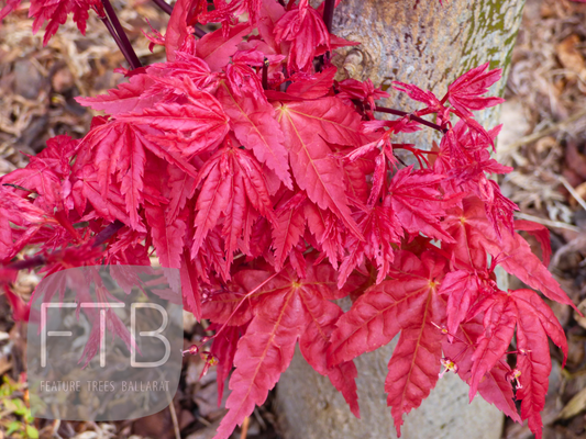 Acer Palmatum Shin Chishio - Japanese Maple Chishio Improved