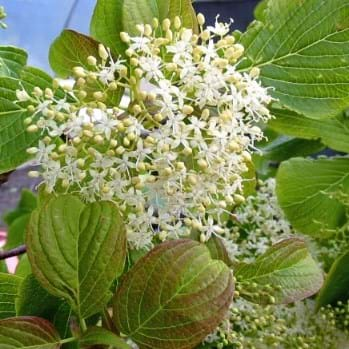 Cornus Controversa June Snow - Dogwood June Snow