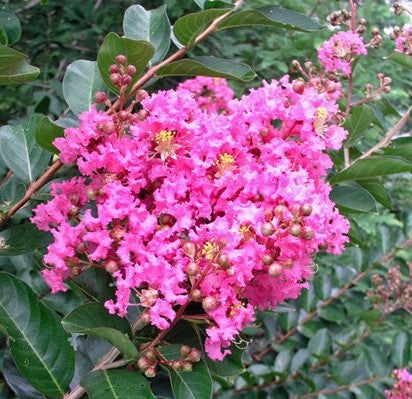 Lagerstroemia Indica Tuscarora - Tuscarora Crepe Myrtle