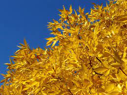 Fraxinus excelsior Aurea - Golden Ash