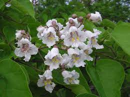 Catalpa Bignonioides - Indian Bean Tree