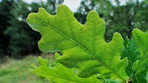 Quercus Robur - English Oak