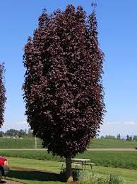 Acer Platanoides Crimson Sentry - Crimson Sentry Maple