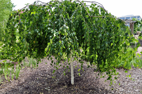 Betula Pendula Youngii - Weeping Silver Birch