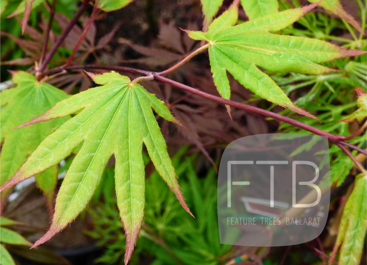 Acer Palmatum Emerald Sunset - Japanese Maple Emerald Sunset