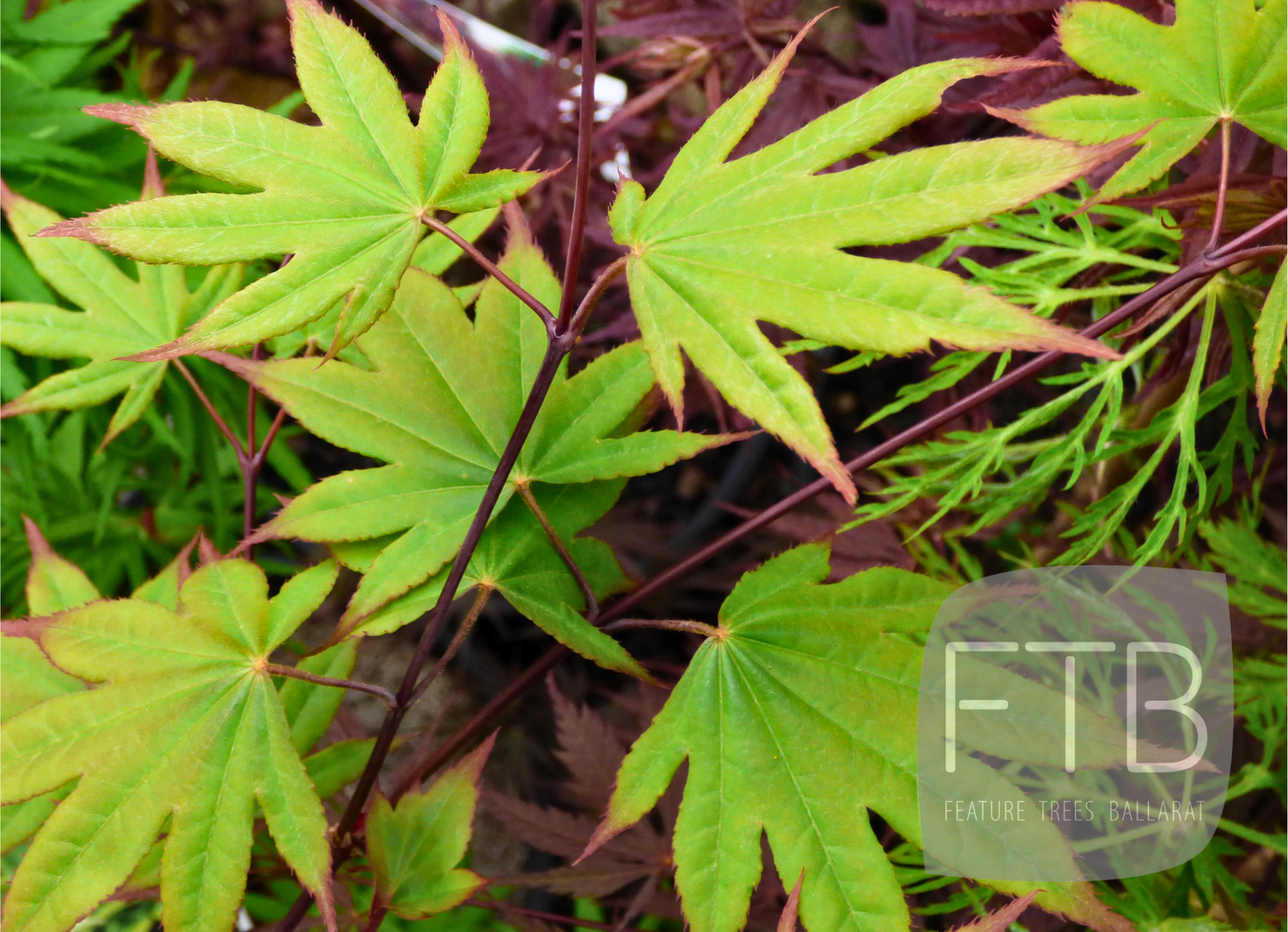 Acer Palmatum Emerald Sunset - Japanese Maple Emerald Sunset