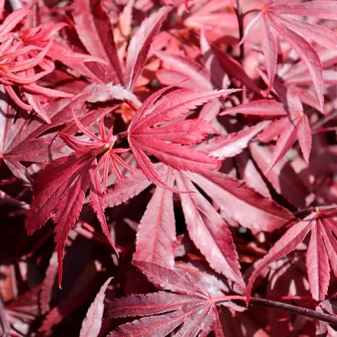 Acer Palmatum Shaina - Japanese Maple Shaina