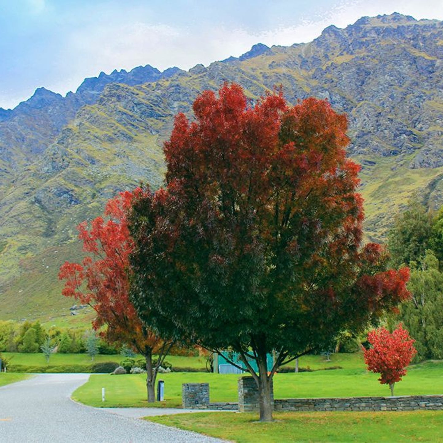 Fraxinus Oxycarpa Raywoodii - Claret Ash