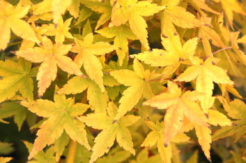 Acer Palmatum Bihou - Japanese Maple Bihou