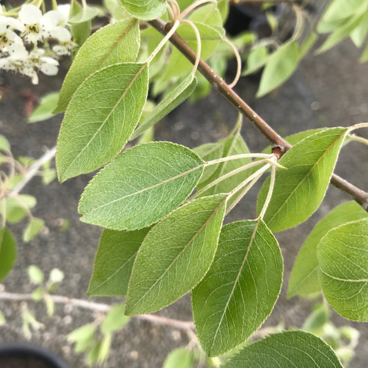 Pyrus Nivalis - Snow Pear