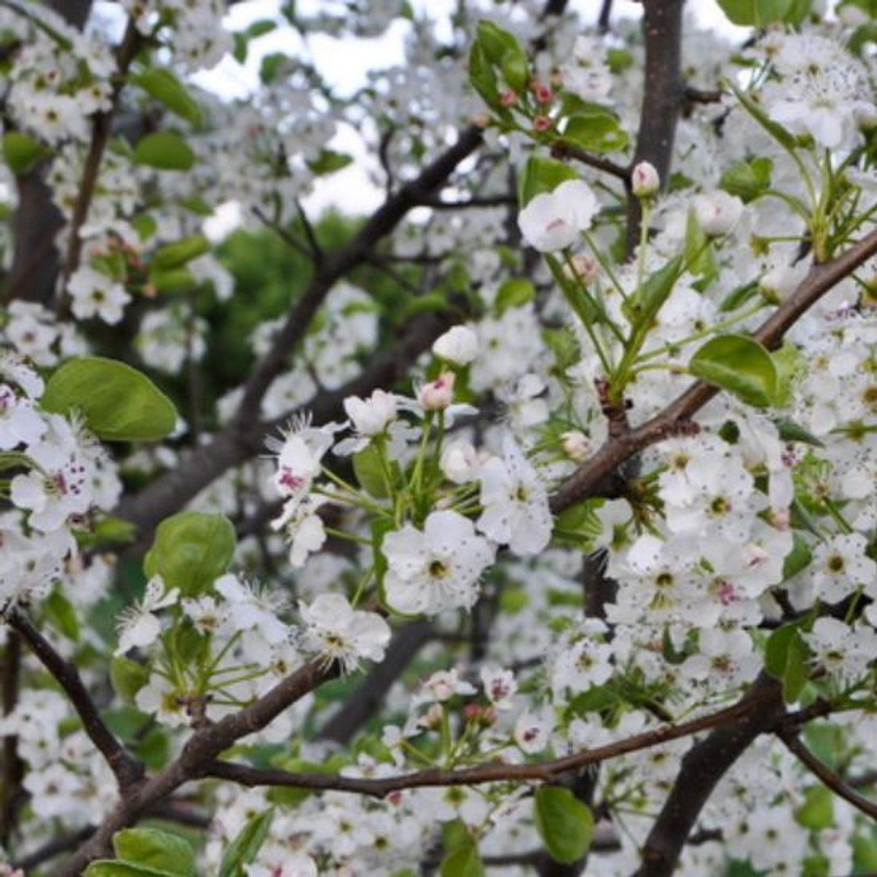 Pyrus Calleryana Capital - Capital Pear