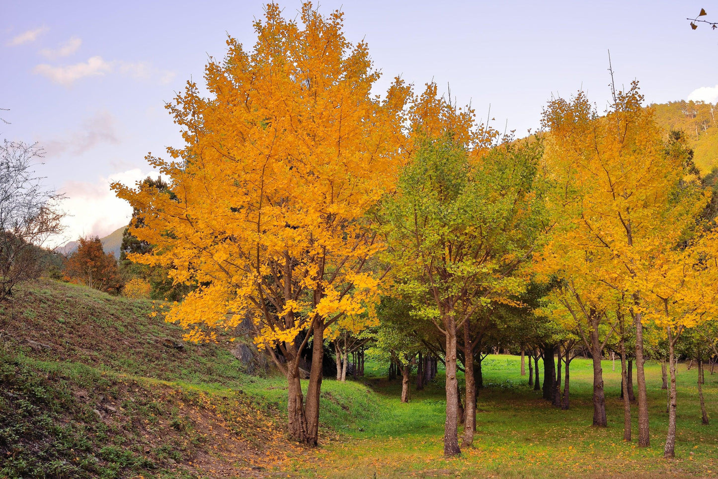 Ginkgo biloba - Ginkgo Tree