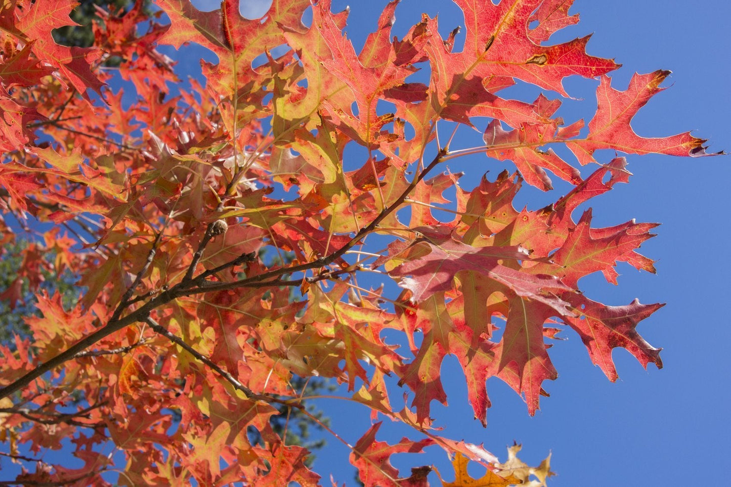 Quercus Palustris - Pin Oak