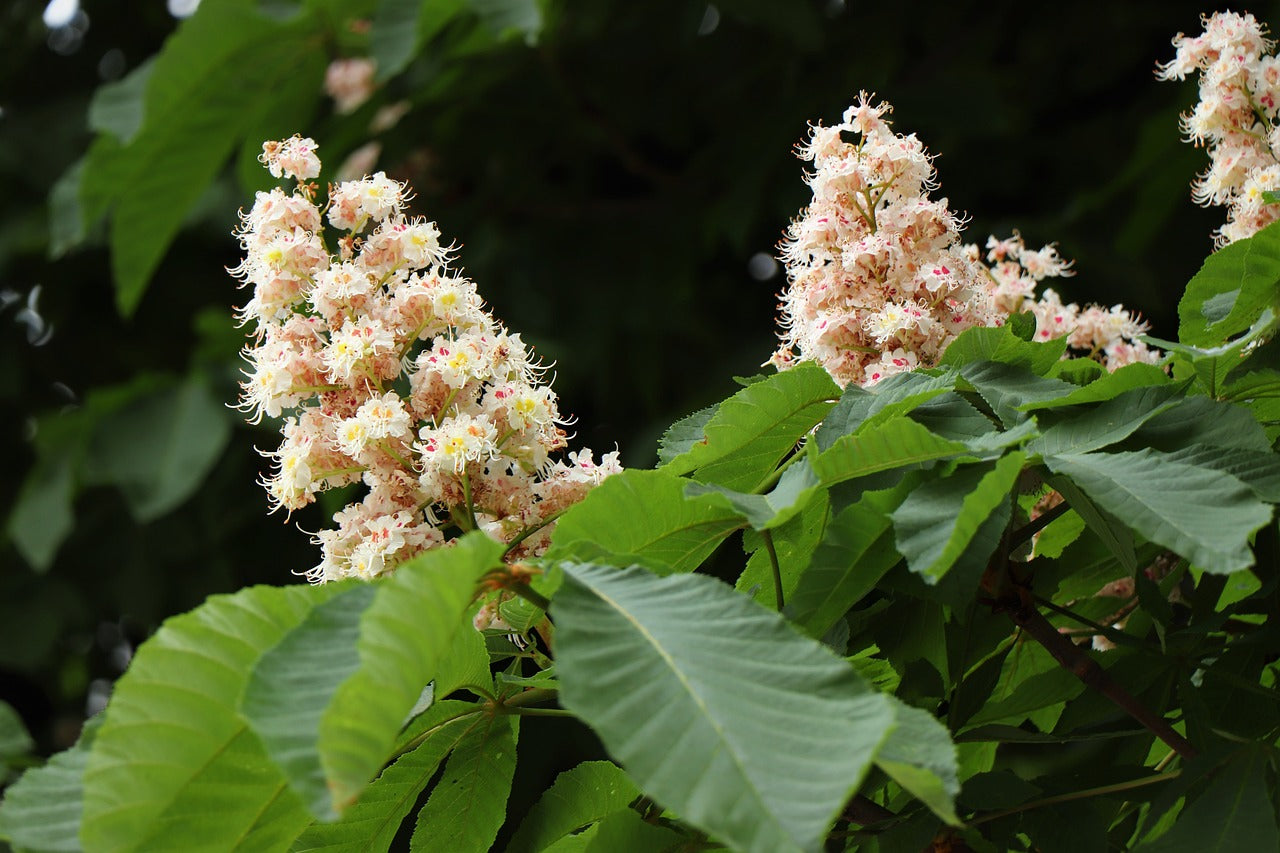 Aesculus Hippocastanum Alba - White Horse Chestnut