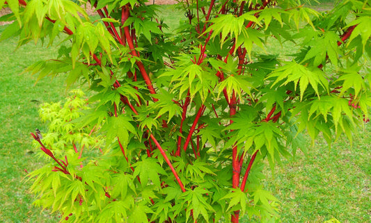 Acer Palmatum Sango Kaku - Japanese Maple Sango Kaku