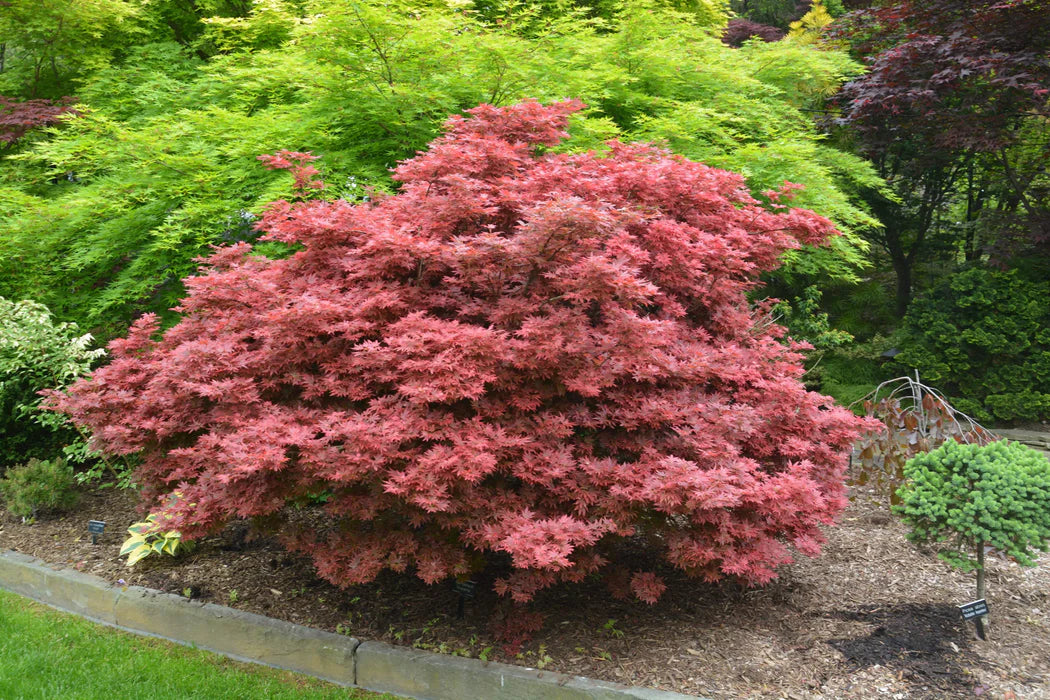 Acer Palmatum Aratama - Japanese Maple Aratama