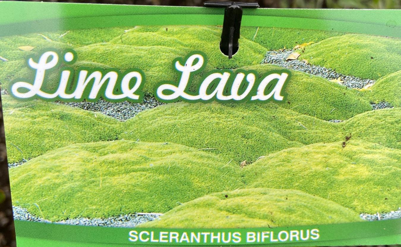 Scleranthus Biflorus - Lime Lava