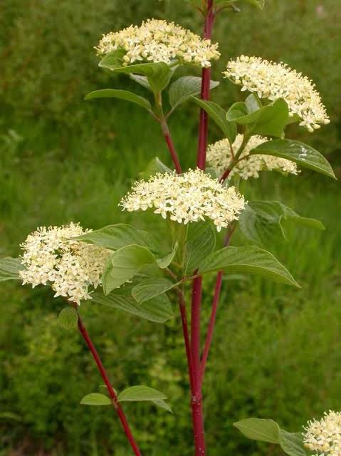 Cornus Alba Sibirca – Red Stemmed Dogwood