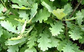 Quercus Robur - English Oak