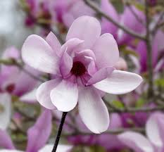 Magnolia x Soulangeana - Saucer Magnolia