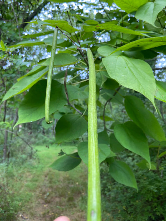 Catalpa Bignonioides - Indian Bean Tree