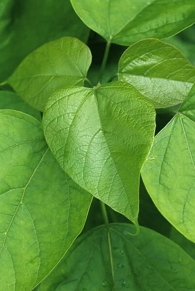 Catalpa Bignonioides - Indian Bean Tree