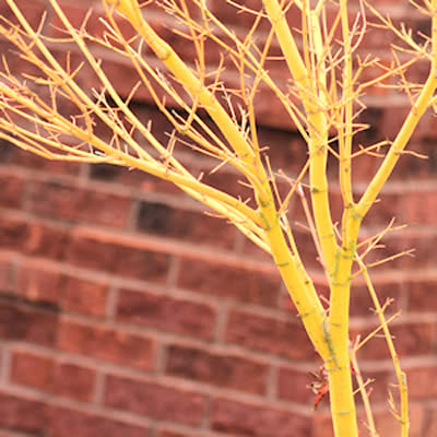 Acer Palmatum Bihou - Japanese Maple Bihou