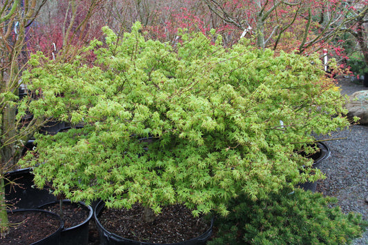 Acer Palmatum Kashima - Japanese Maple Kashima