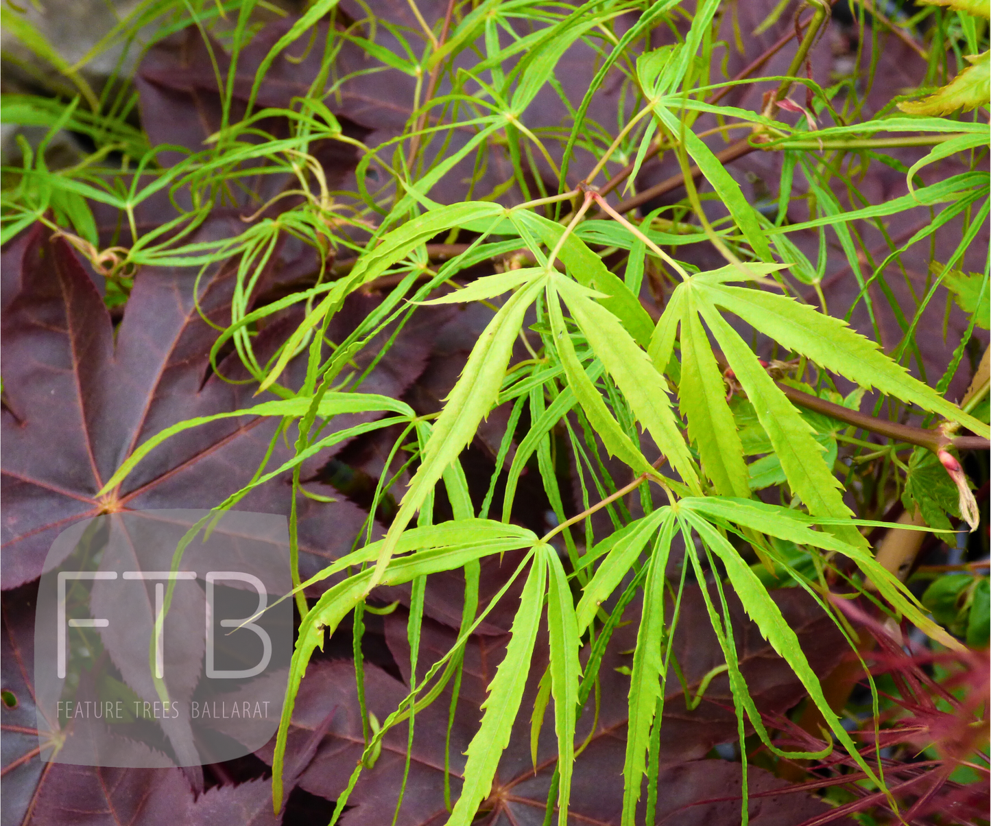 Acer Palmatum Koto Ito Komachi - Japanese Maple Koto Ito Komachi