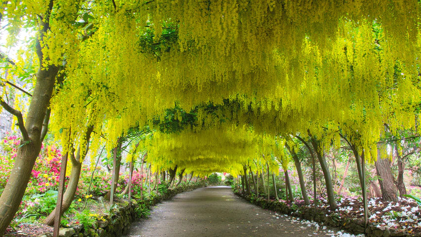 Laburnum Vossi - Golden Chain Tree