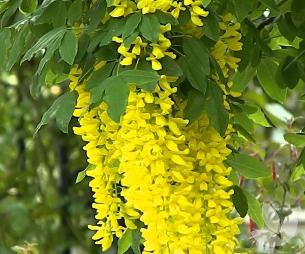 Laburnum Vossi - Golden Chain Tree