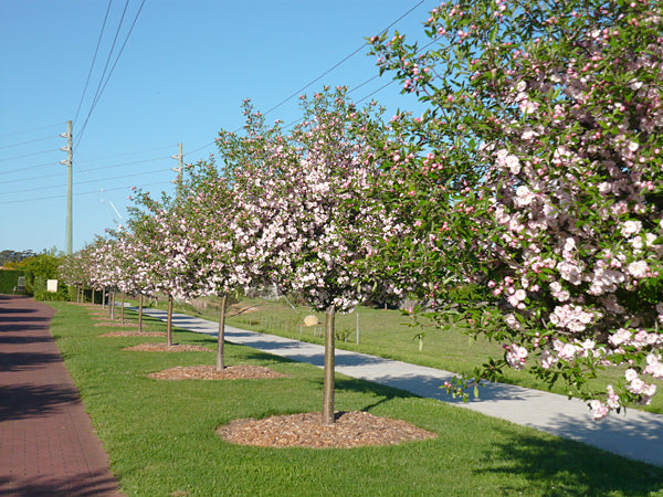 Malus Ioensis Plena - Betchels Crab Apple