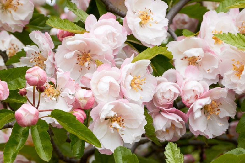 Malus Ioensis Plena - Betchels Crab Apple – FEATURE TREES BALLARAT