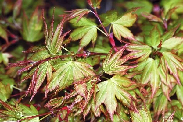 Acer Palmatum Kashima - Japanese Maple Kashima