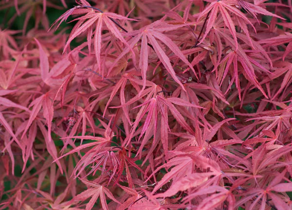 Acer Palmatum Red Pygmy - Japanese Maple Red Pygmy