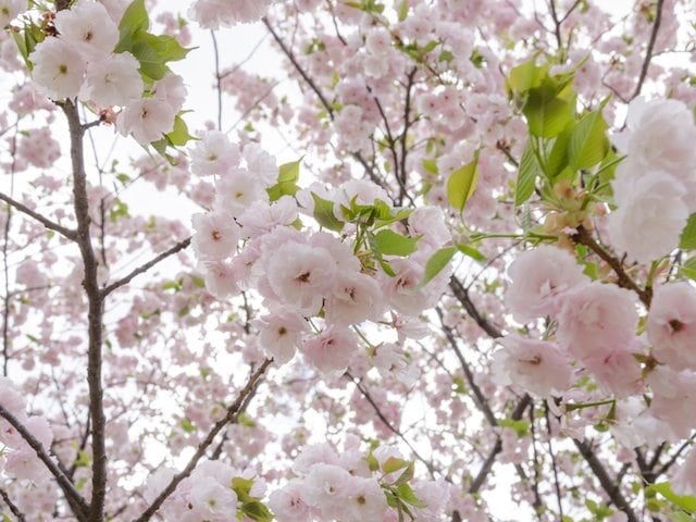 Prunus Serrulata Mount Fuji - Mount Fuji Cherry